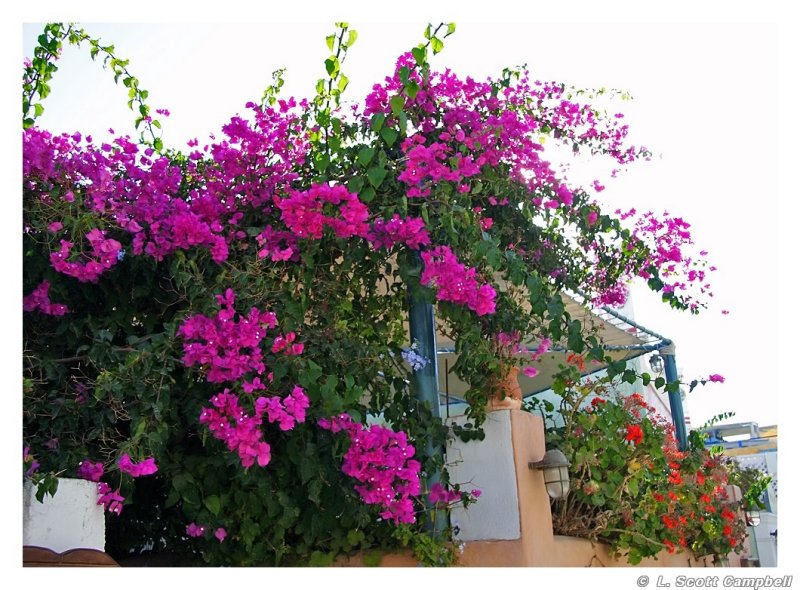 Bougainvillae.6643.jpg