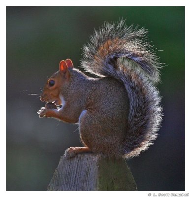 BacklitSquirrel.jpg
