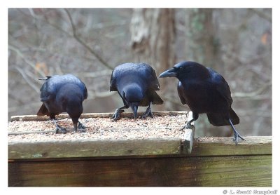 Crows.jpg