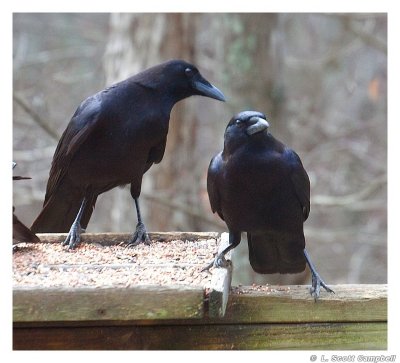 Crows2.jpg