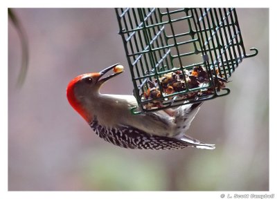 Red-belliedWoodpecker.jpg
