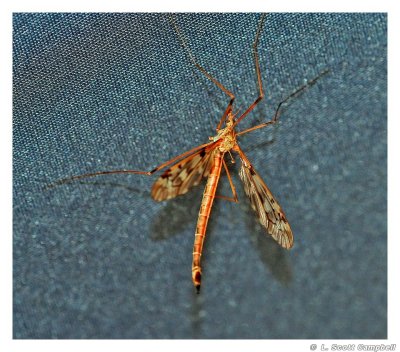 CraneFly.2.jpg