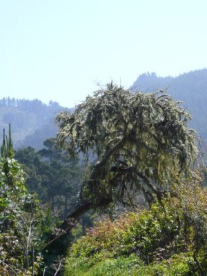 moss tree.jpg