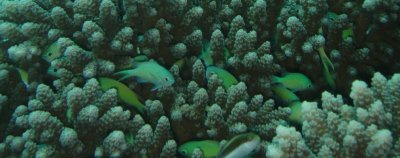 green fish in coral