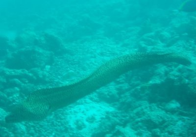 freeswimming eel