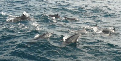many dolphins