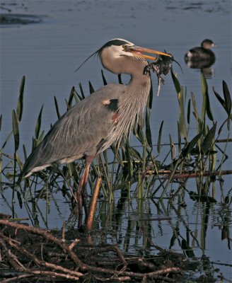Great Blue Heron with mouthful.jpg