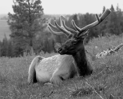 Elk Laying in the grass black and white.jpg