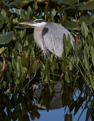 Great Blue Heron in the grass vertical reflection.jpg