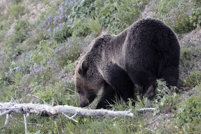 Grizzly eating grass in the wildflowers.jpg