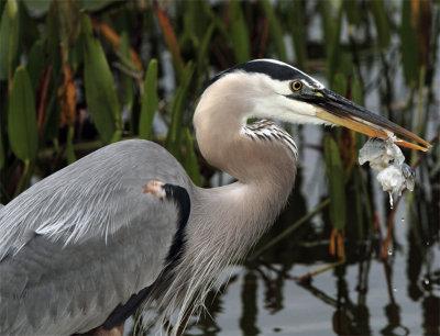 Great Blue Heron with mouthful dripping water.jpg