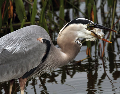 Great Blue Heron getting ready to swallow.jpg