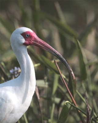 Ibis Closeup.jpg