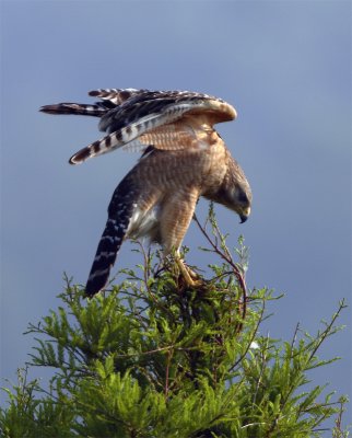 Lake Hollingsworth Red Shoulder Hawk Spreading Wings.jpg