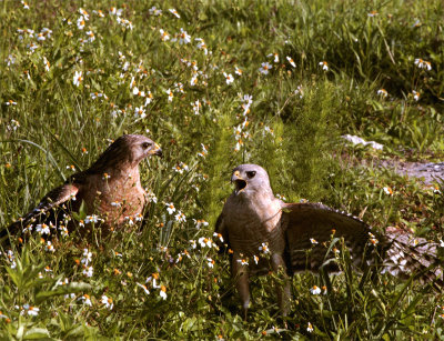 Hawks Among the Wildflowers Calling.jpg