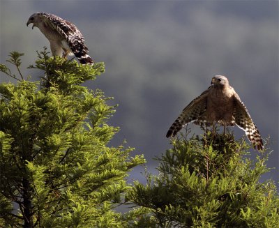 Two Red Shoulder Hawks at Lake Hollingsworth Looking Left.jpg