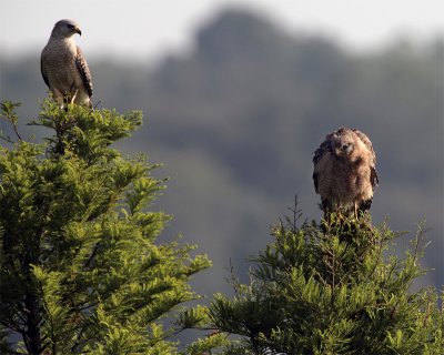 Two Red Shoulder Hawks at Lake Hollingsworth One looking forward.jpg