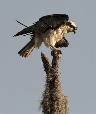 Osprey with feathers up 2.jpg