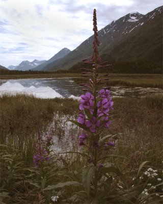 Fire Weed by a Mountain Lake.jpg