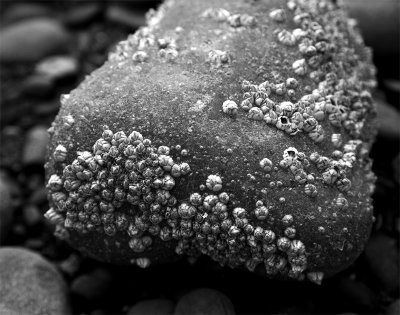 Homer Rock with barnacles black and white.jpg