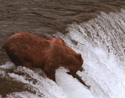 Bear on falls grabbing salmon.jpg