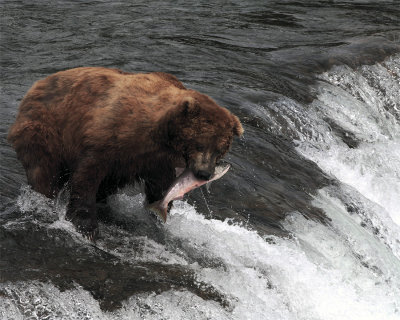 Bear at falls with salmon in mouth.jpg