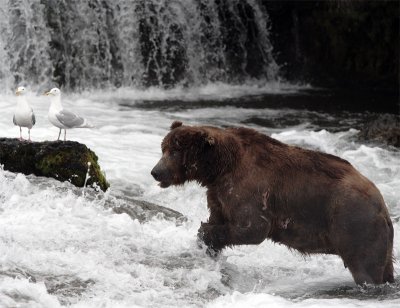 Bear with Gulls.jpg