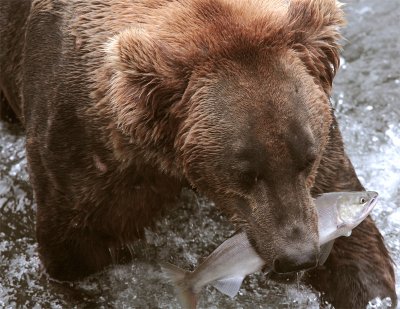Bear with Salmon Closeup.jpg