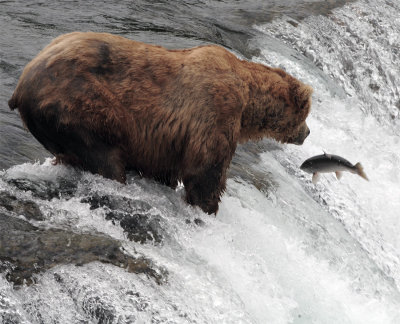 Bear at falls watching salmon jump 2.jpg