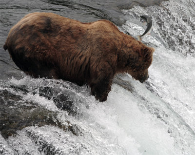 Bear at the falls with salmon jumping over his head.jpg