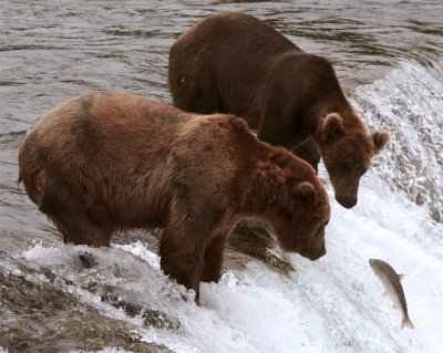 Two bears on the falls watching salmon jump.jpg