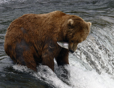 Bear at falls with salmon against fur.jpg