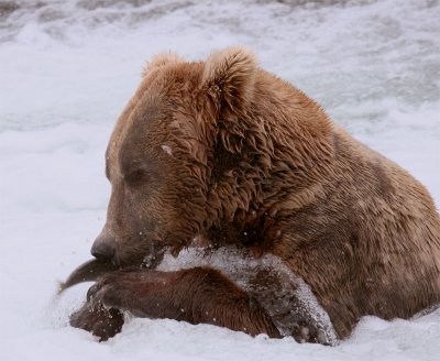 Bear catching salmon in the foam.jpg