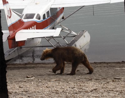 Bear walking past float plane.jpg