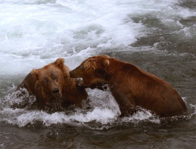 Bear getting in another bears grill.jpg