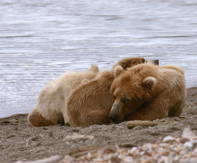 Momma Bear resting on the beach with cubs.jpg