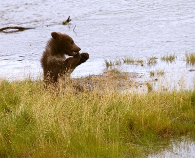 Bear cub chewing on grass 2.jpg