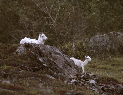 Two Dall Sheep 2.jpg