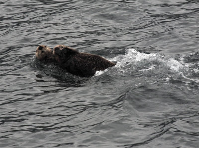Sea Otter with baby 2.jpg