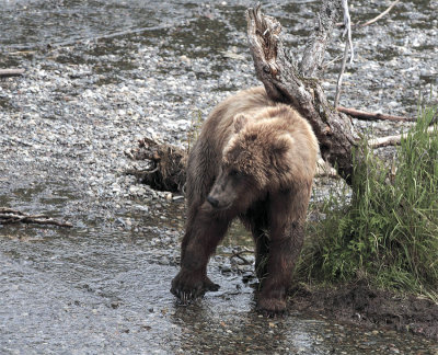 Bear scratching itself on a tree.jpg