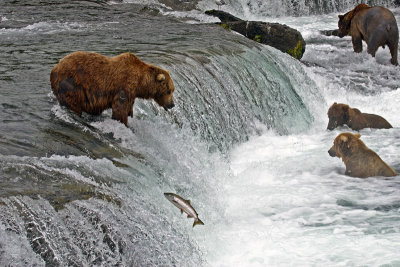 Bears at falls with salmon jumping.jpg