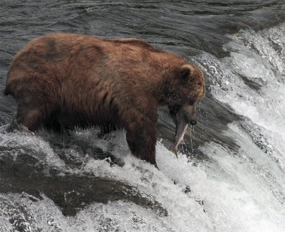 Bear at the falls with salmon in its mouth.jpg