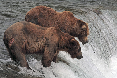 Two Bears at the Falls.jpg