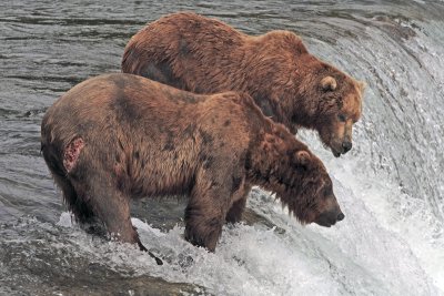 Two Bears at the Falls 2.jpg