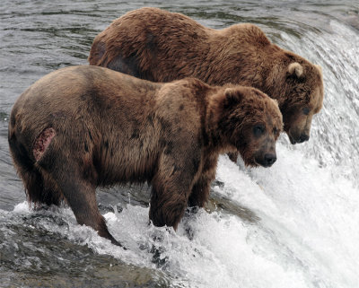 Two Bears on the falls one looking right.jpg