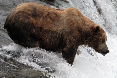 Bear on the Falls with lip stuck out.jpg