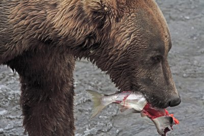 Bear with salmon closeup 2.jpg