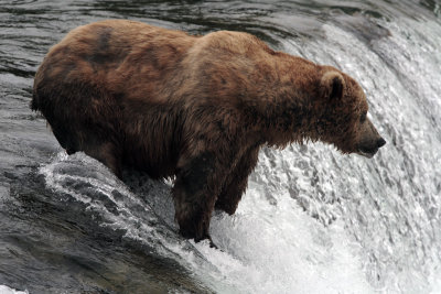 Bear on falls watching 2.jpg