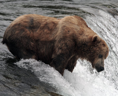 Bear at the falls with hump.jpg