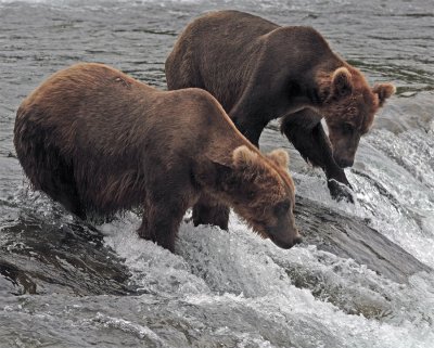 Two Bears at falls with one dipping a paw.jpg